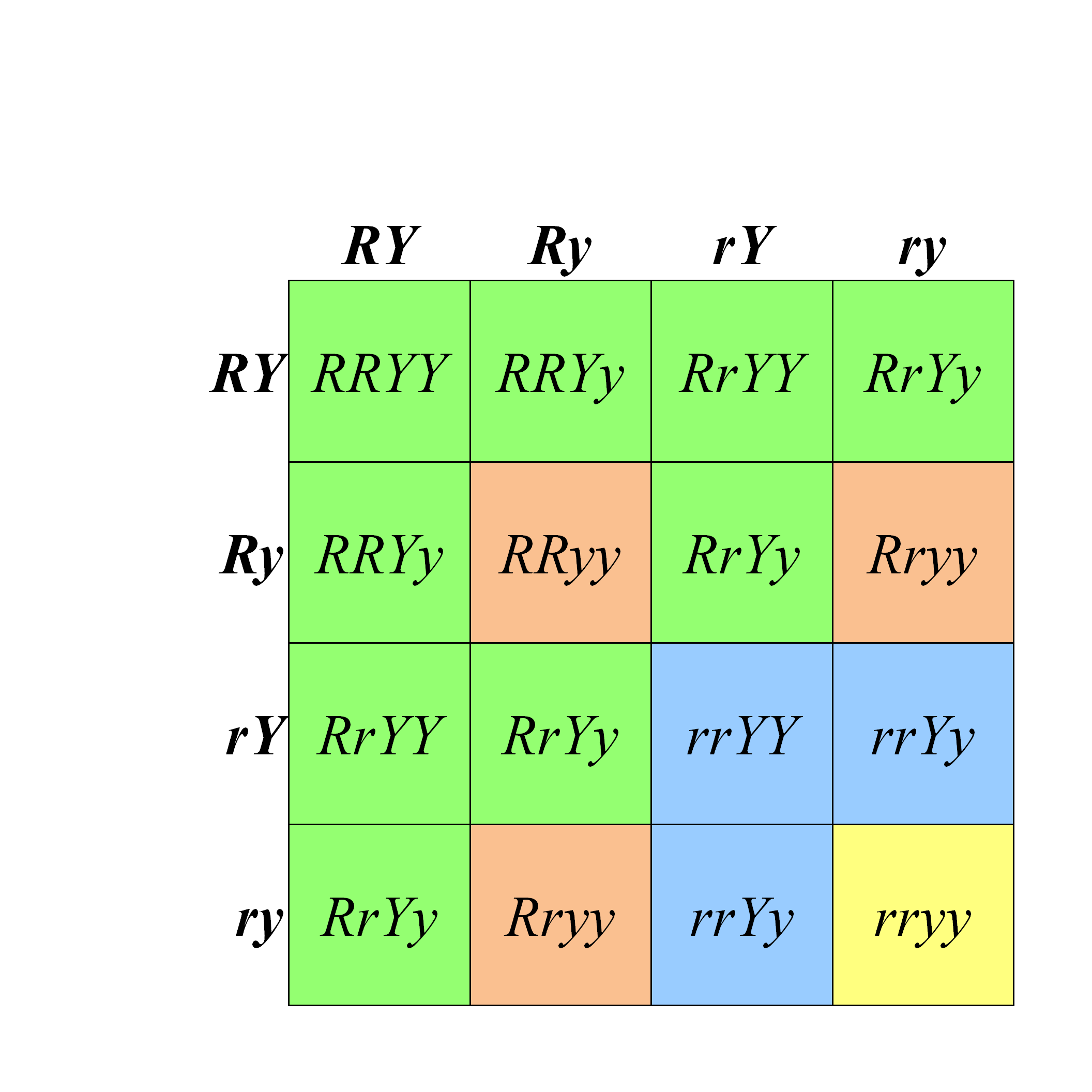 hybrid punnett square