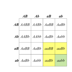 Punnett square showing production of fruit colour in squash