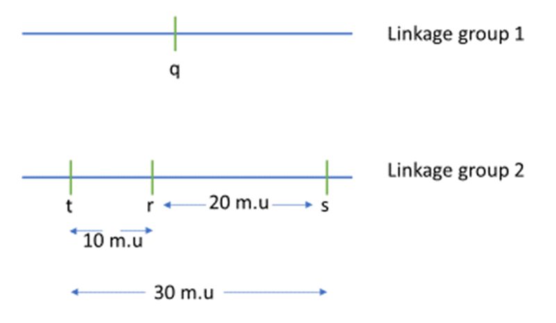 Simple genetic map showing gene q on one linkage group and genes t, r, and s on a second linkage group