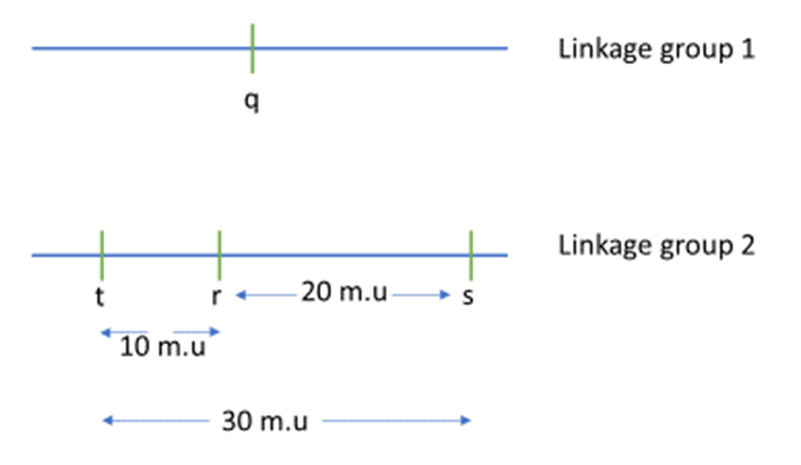 Molecular Genetics Chapter 7: Linkage and Chromosome Mapping in