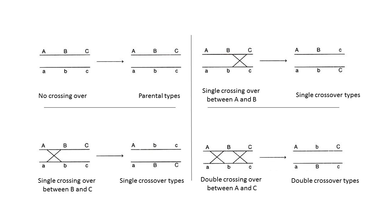 Simple graphic showing no cross over versus single crossovers versus a double cross over among three genes, A, B and C