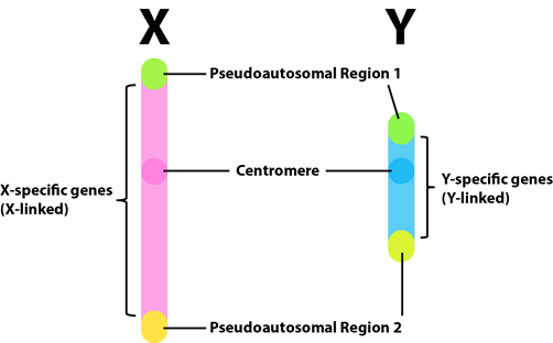 Colorful X (pink) and Y (blue) chromosomes showing green and yellow pseudoautosomal regions at the ends of each