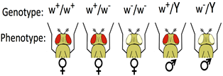 Five flies showing various genotypes and phenotypes for eye colour