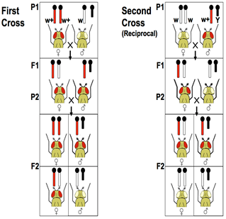 Image shows reciprocal crosses which involving an X-linked gene in fruit flies and the F1 and F2 generations