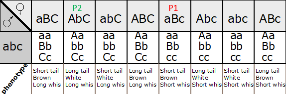 Solved Result of double crossovers in a triple heterozygote