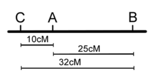 Second part of Figure 11.3.4: Image showing second possibility of the resulting gene map from information given in Table 11.3.2