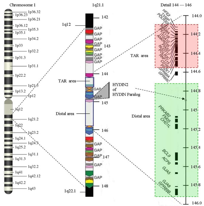 Linkage, recombination and the mapping of genes on chromosomes