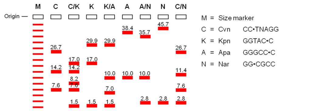 First part of Figure 12.4.3: Image showing fragment production by restriction enzymes