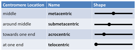 Simple table showing four types of centromere locations which are middle, around middle, towards one end or at one end and the corresponding shapes