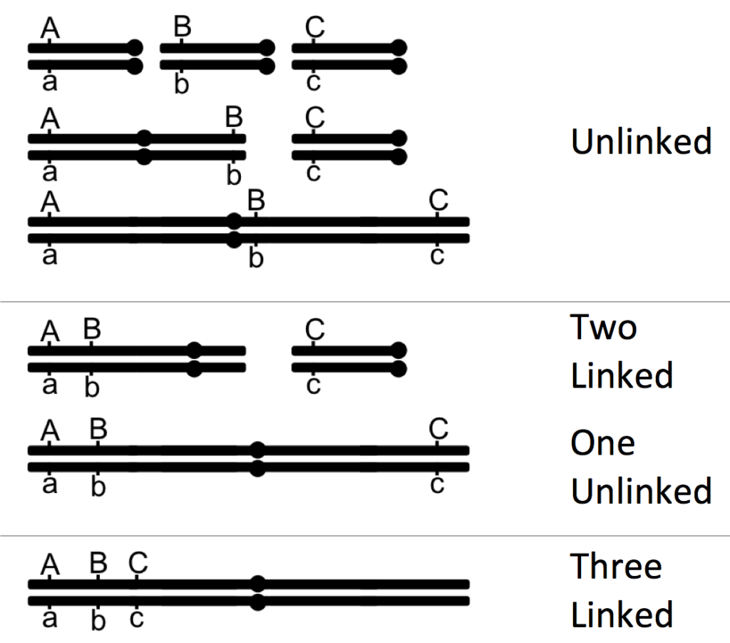 Simple graphic showing three genes, A, B and C with various possibilities of linkage, from all unlinked to all linked