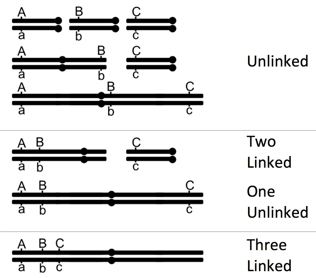 Simple graphic showing three genes, A, B and C with various possibilities of linkage, from all unlinked to all linked 