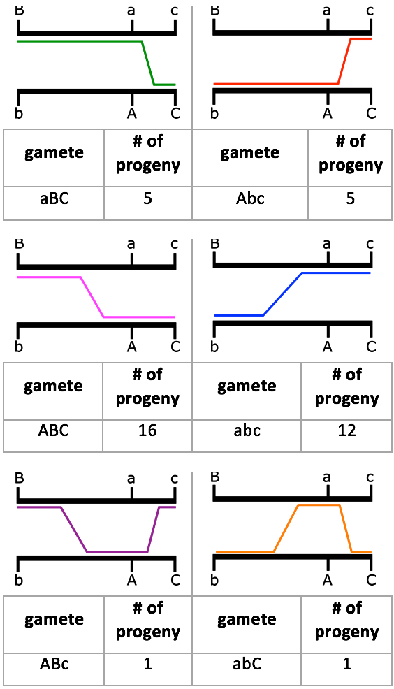 Differntiate between single crossover and double crossover and involvement  of chiasmata in it with simple diagram.