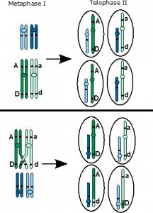 2.3 Two Loci on One Chromosome – Introduction to Genetics