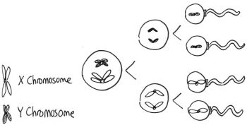 10.2 Autosomes and Sex Chromosomes - Introduction to Genetics