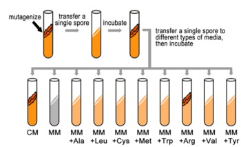 beadle and tatum experiment explained