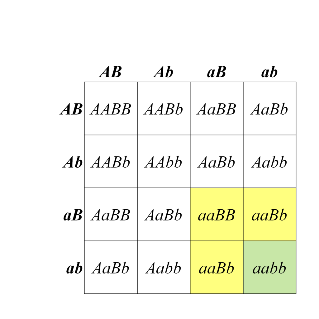 8.3 Epistasis and Other Gene Interactions – Open Genetics